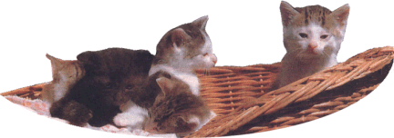 K�tzchen im Korb